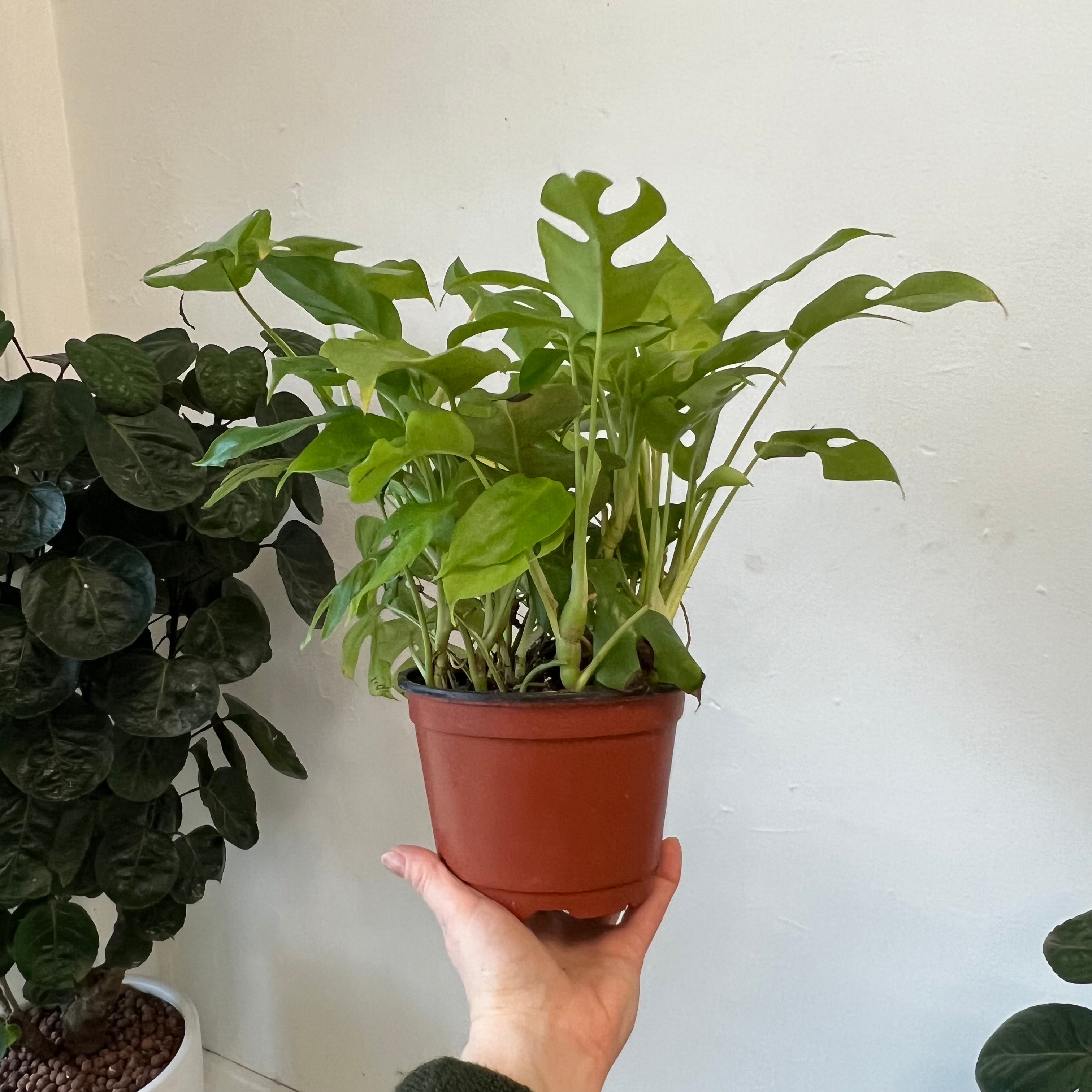 Monstera Minima Plant - Small Swiss Cheese Vine for Indoor Home Decor, Office Plants & Housewarming Gifts | Perfect for Living Rooms, Bedrooms & Workspaces