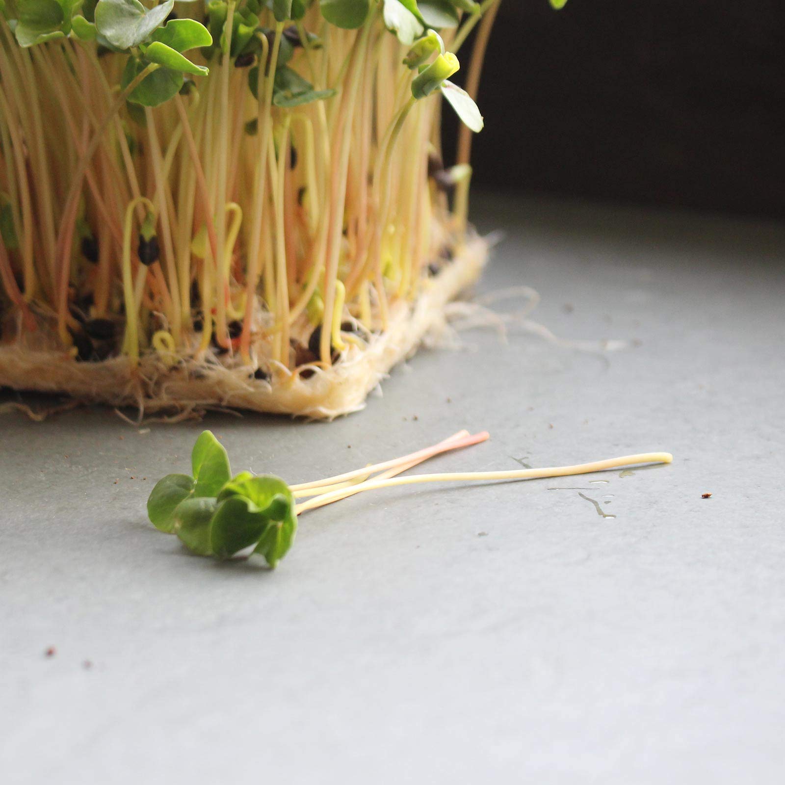 Organic Buckwheat Sprouting Seeds - 4.5 Lbs Bulk Unhulled - Non-GMO, USDA Certified Organic - Perfect for Growing Salad Greens, Microgreens & Sprouts - Ideal for Home Gardening, Food Storage & Healthy Eating