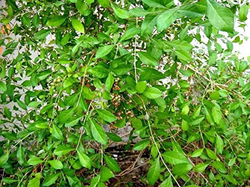 Organic Paudha Herb Mehendi Henna Leaves - Pack of 51 Seeds (GP-624) for Natural Hair Dye, Tattoos & Skin Care | DIY Beauty & Ayurvedic Remedies