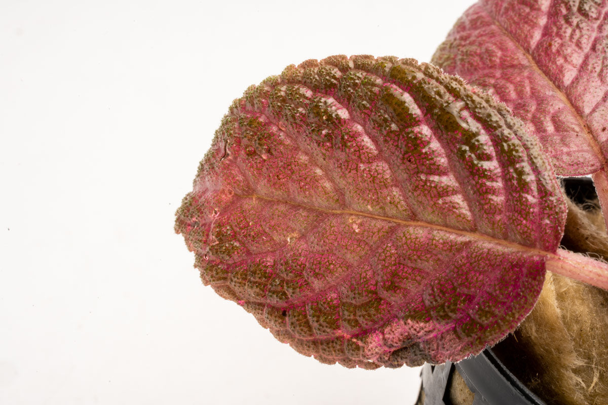 Episcia Ruby Red - Live House Plant with Vibrant Red Leaves - Perfect for Indoor Gardens, Home Decor, and Office Spaces