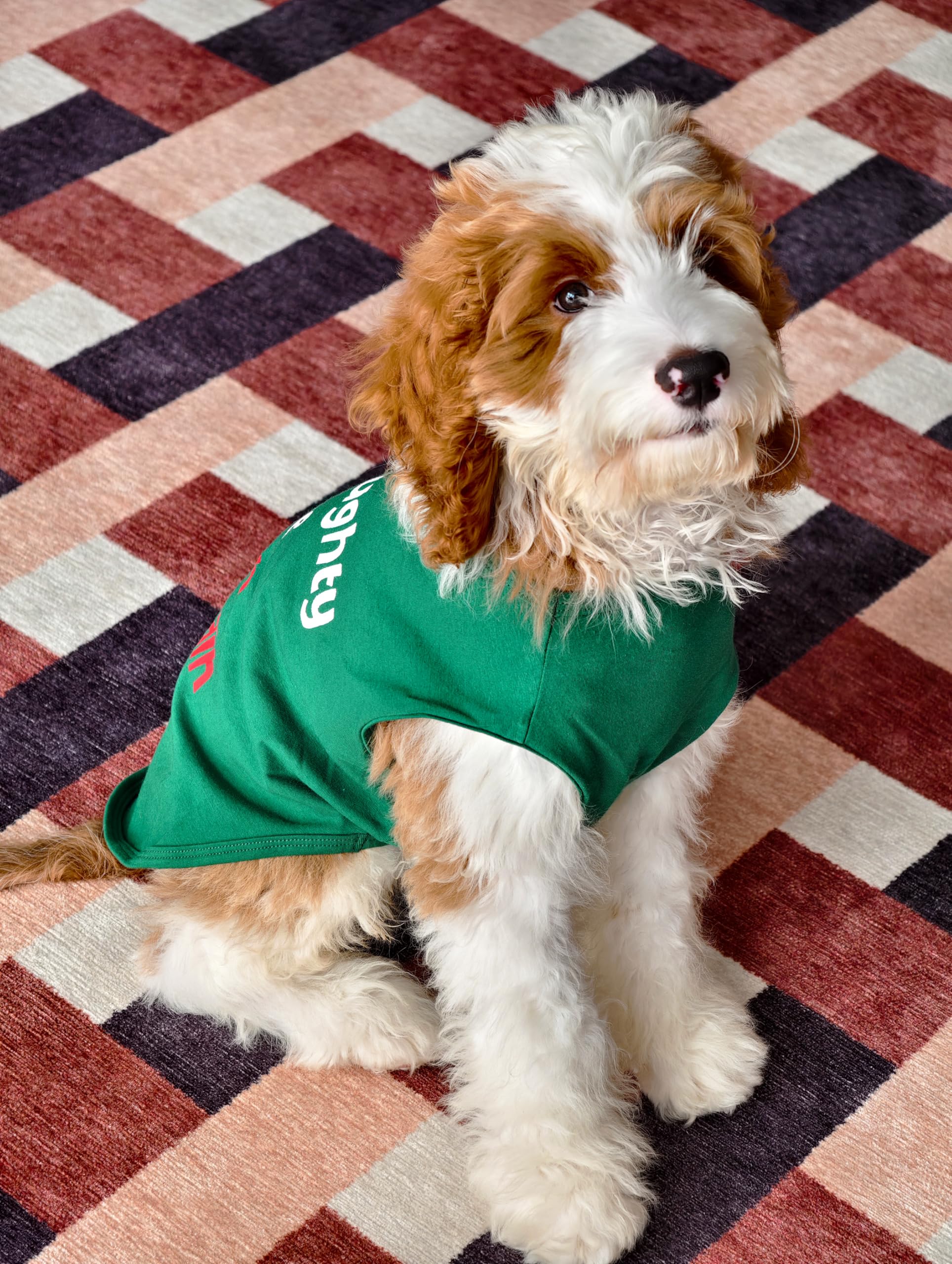 Fitwarm Naughty or Nice Christmas Dog Shirt - Festive Holiday Pet Outfit for Small Dogs (Green, Red, White) - Funny Dog T-Shirt for Boys & Girls - Perfect for Christmas Photos, Parties & Family Gatherings