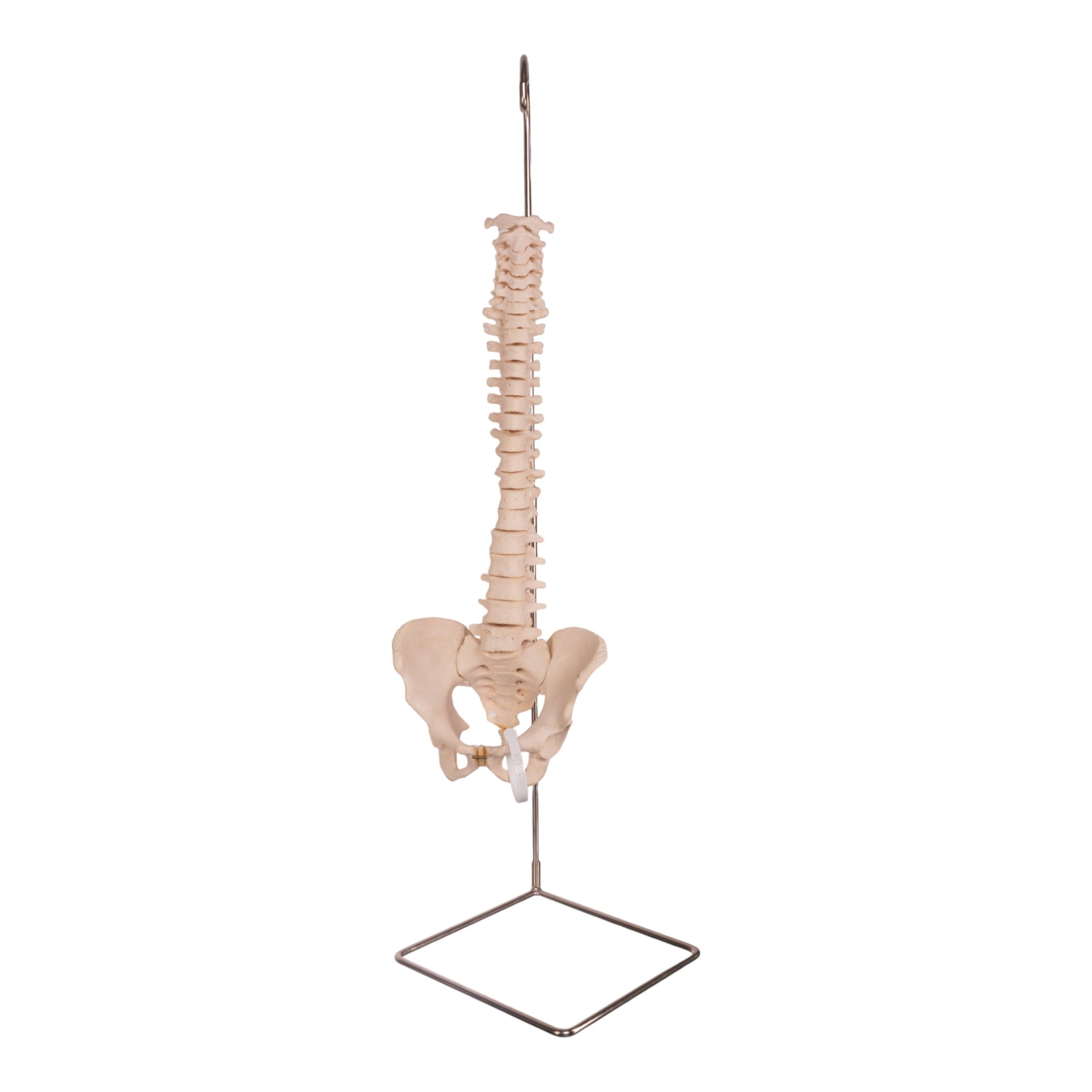 Authentic Real Human Spine, Sacrum & Pelvis - Medical Anatomy Model for Study, Research & Education - Perfect for Medical Students, Doctors & Anatomy Enthusiasts