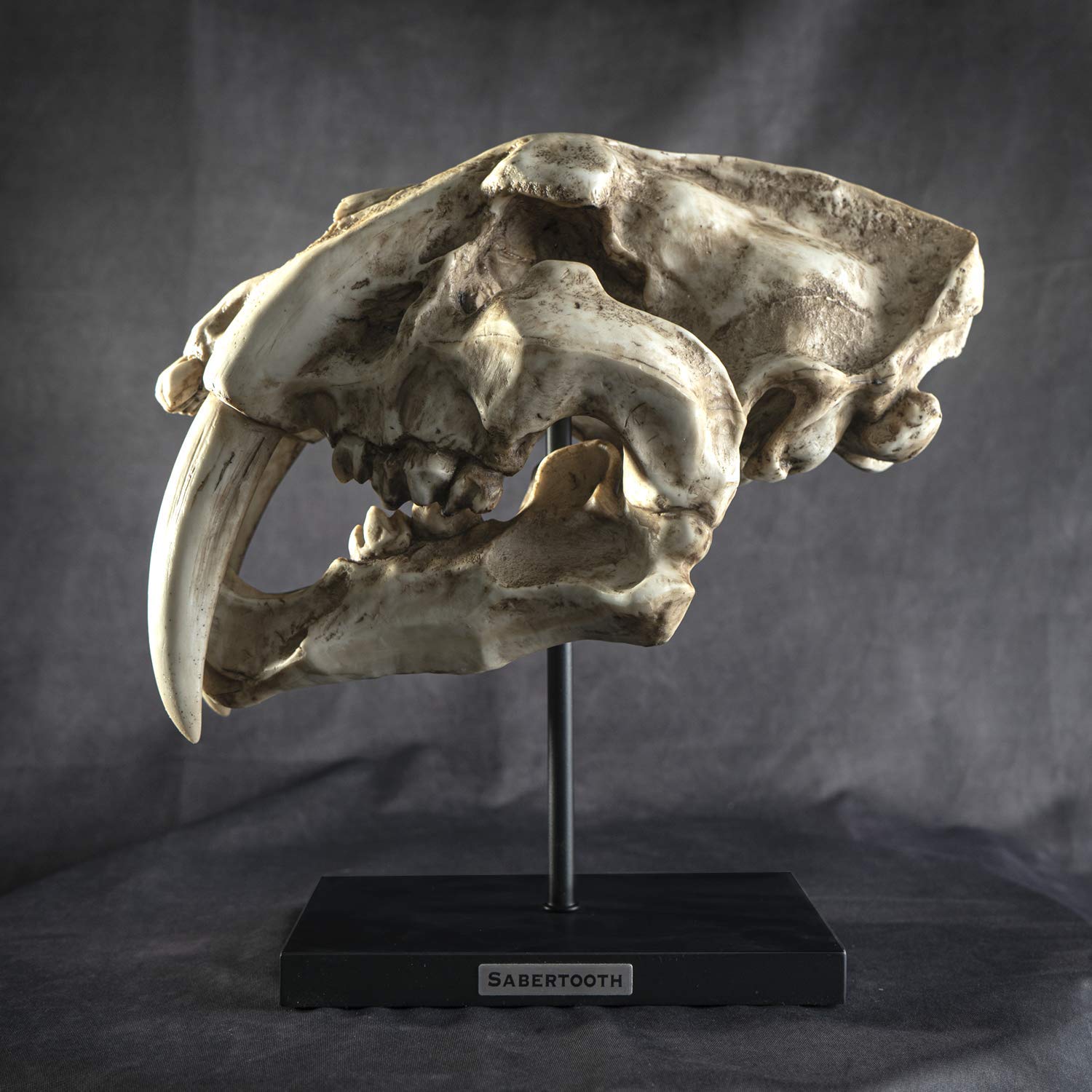 SUMMIT COLLECTION Polystone Resin Sabertooth Tiger Skull Replica - 12.5