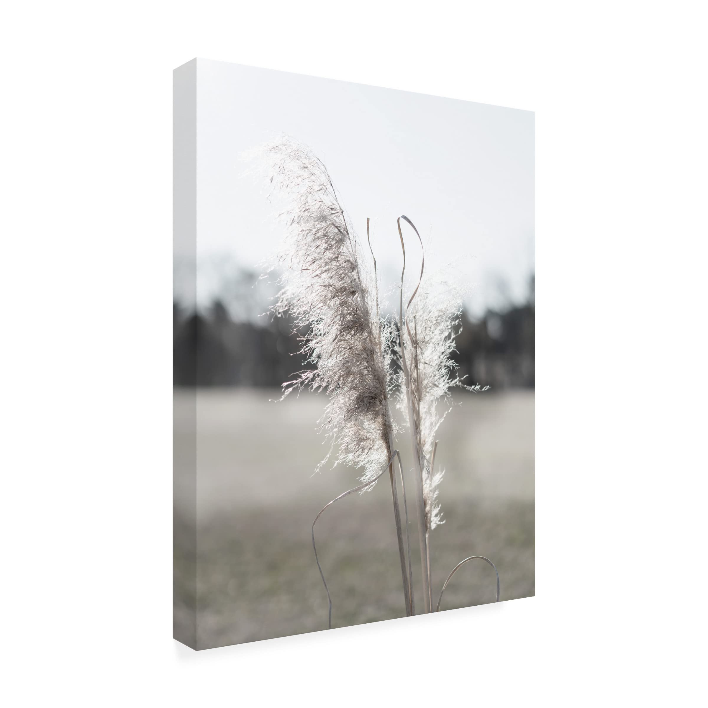 Jason Johnson 'Ethereal Pampas I' Canvas Wall Art Print - Modern Boho Home Decor for Living Room, Bedroom & Office - Trademark Fine Art Collection