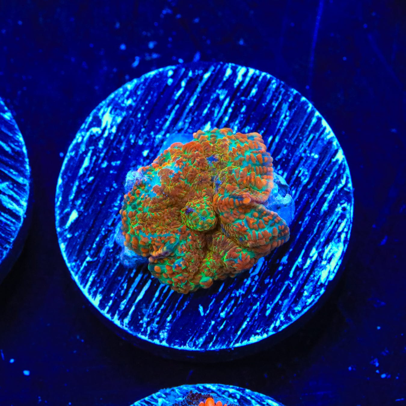 Premium Cinnamon Apple Rhodactis Mushroom Coral for Saltwater Aquariums - Vibrant Reef Tank Decoration & Marine Life Habitat