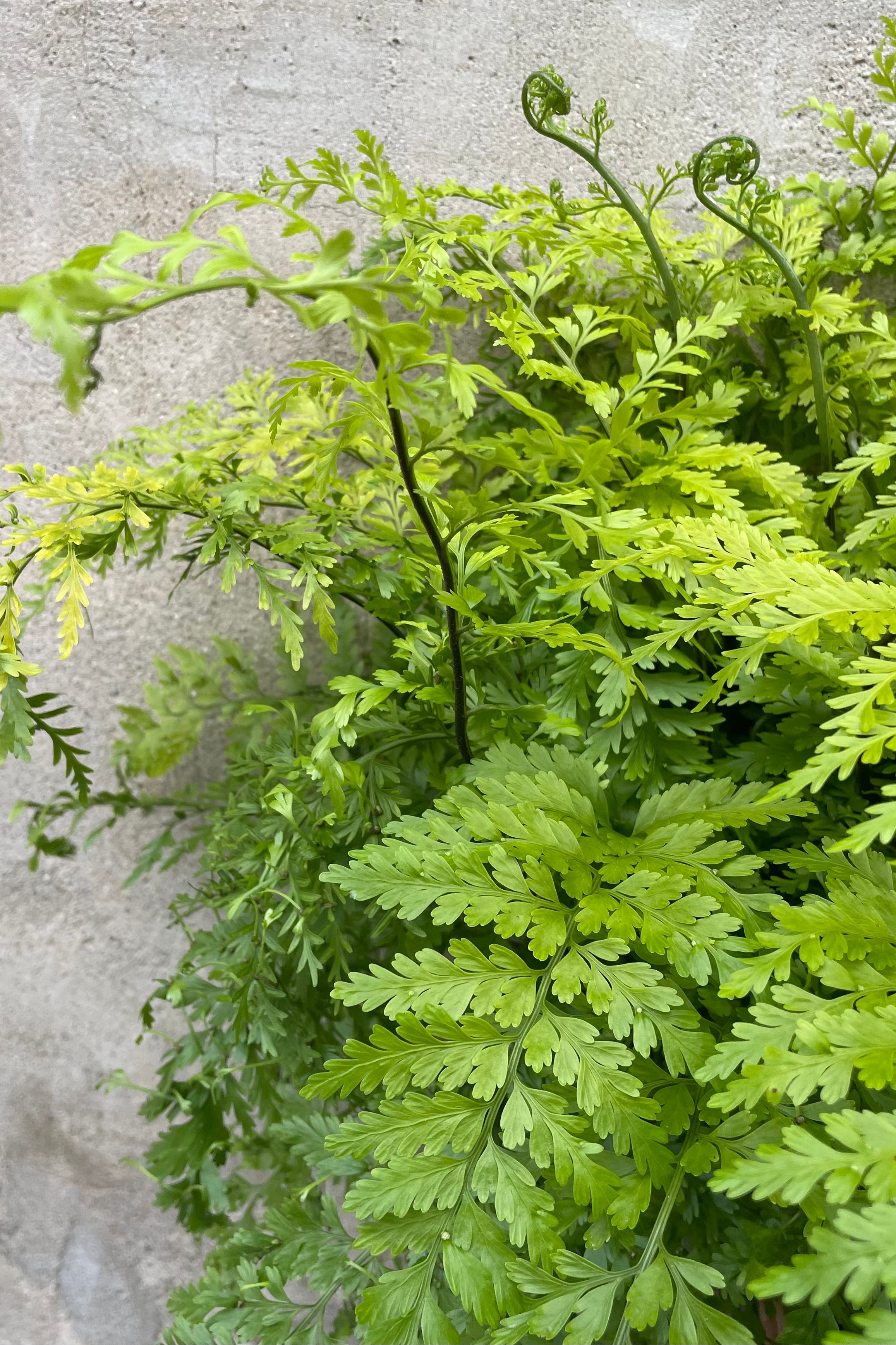 Asplenium bulbiferum Mother Fern - 6 Inch Live Indoor House Plant for Home & Office Decor - Perfect for Hanging Baskets, Terrariums, and Low Light Spaces