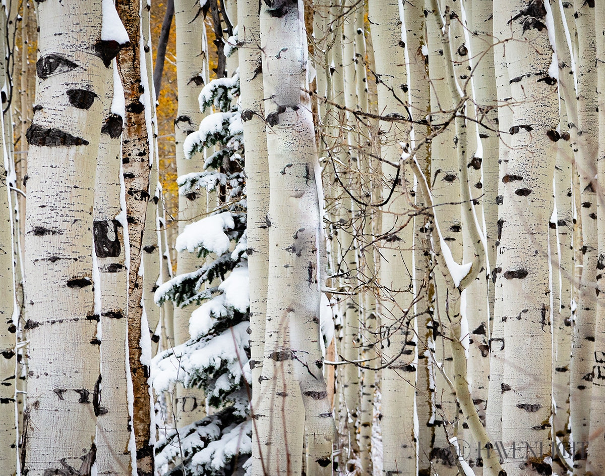 Christmas Around the Corner - Stunning Guardsman Pass Landscape Photo Print - Park City Utah Wall Art - Perfect for Holiday Home Decor & Winter Gift Ideas