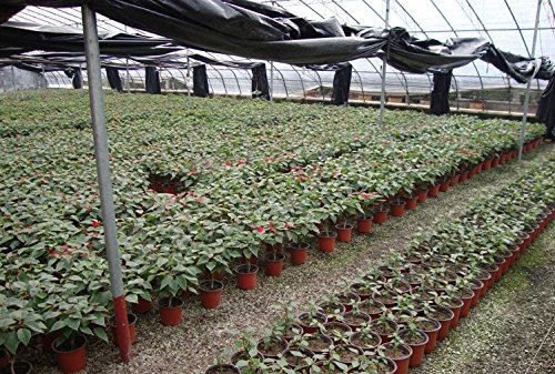 Oubest 6 Inch Plastic Plant Nursery Pots - 50 Pack Reusable Seed Starting Pots for Seedlings, Cuttings & Transplanting - Durable Flower Plant Containers for Indoor/Outdoor Gardening, Greenhouses & Home Planting Projects