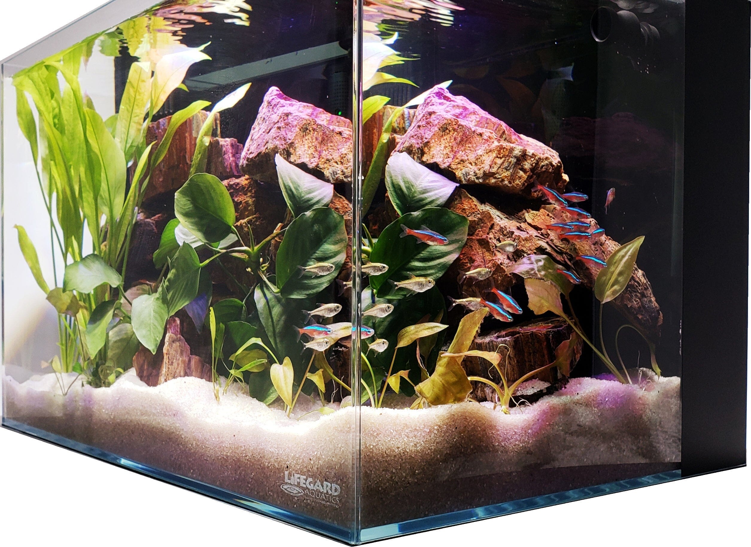 Lifegard Aquatics 4.14 Gallon CRYSTAL 45 Degree Low Iron Ultra Clear Glass Aquarium Tank - Perfect for Betta Fish, Shrimp, or Small Aquatic Plants