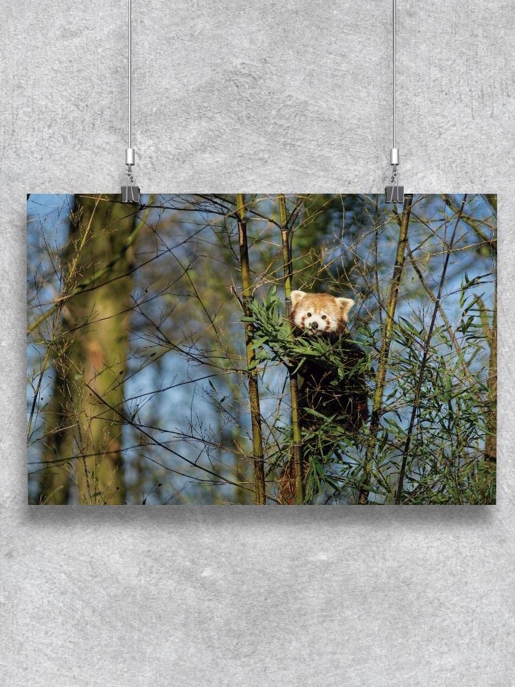 Red Panda Climbing Bamboo Wall Art Poster - Cute Wildlife Decor for Nursery, Kids Room & Office - Premium Quality Print by Shutterstock