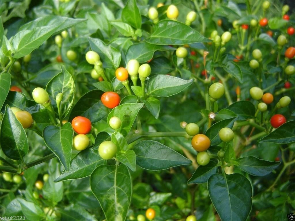 Rare Wiri Wiri Pepper Seeds (25 Count) - Capsicum Frutescens from Guyana - Perfect for Hot Sauce, Caribbean Cooking & Home Gardening