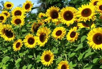 Organic Non-GMO Bulk Mammoth Grey Stripe Sunflower Seeds - Helianthus annuus (10 Lbs) for Planting, Bird Feed & Healthy Snacks - Perfect for Gardening, Wildlife Attraction & Nutrition