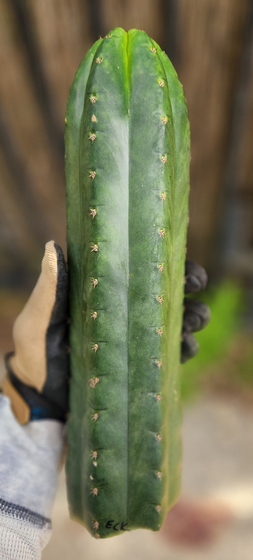 EC43 Trichocereus Pachanoi San Pedro Cactus | Live Potted Plant & Cuttings for Sale | Perfect for Home Decor, Spiritual Ceremonies, and Cactus Gardening