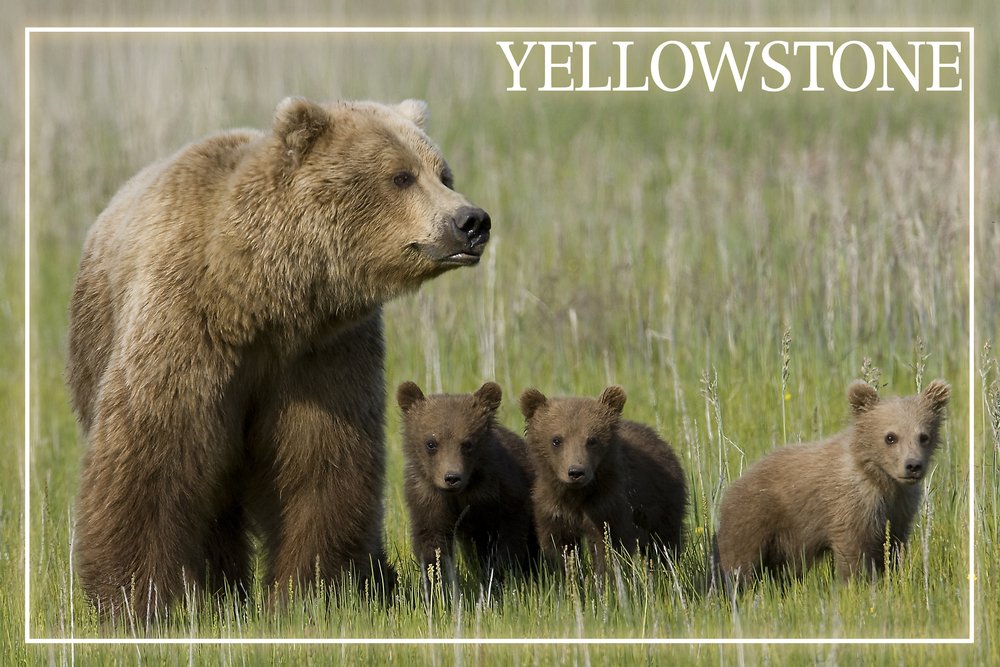 Yellowstone Grizzly Bear and Cubs by James T. Jones - 16x24 Premium Metal Wall Art, Gallery-Quality Aluminum Print for Home & Office Decor - Perfect for Living Rooms, Bedrooms, and Wildlife-Themed Spaces