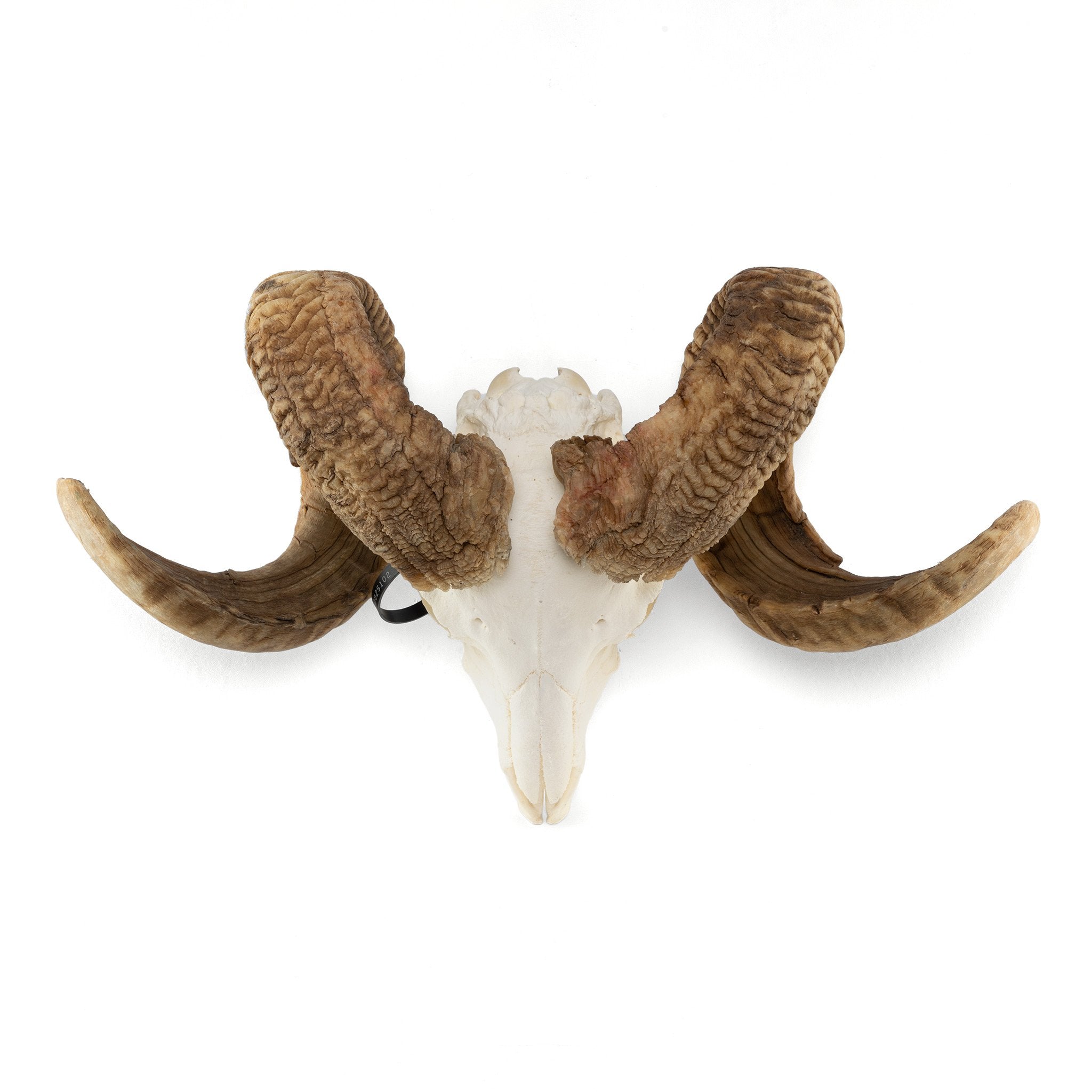 Authentic Merino Ram Skull - Premium Quality Taxidermy for Home Decor, Hunting Trophies & Gothic Interior Design