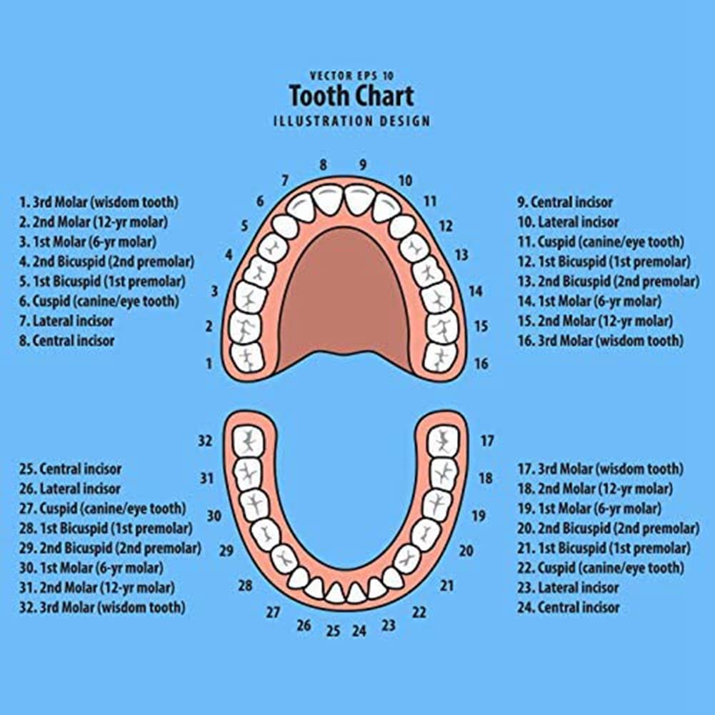 Kqcibz Baby Teeth Keepsake Box - Kids Tooth Saver Storage Organizer for Deciduous Teeth | First Tooth Memory Box for Boys & Girls | Perfect Baby Shower Gift & Milestone Keepsake
