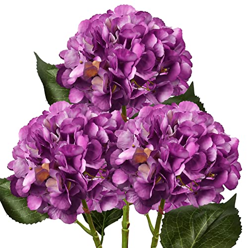 Fuchsia Purple