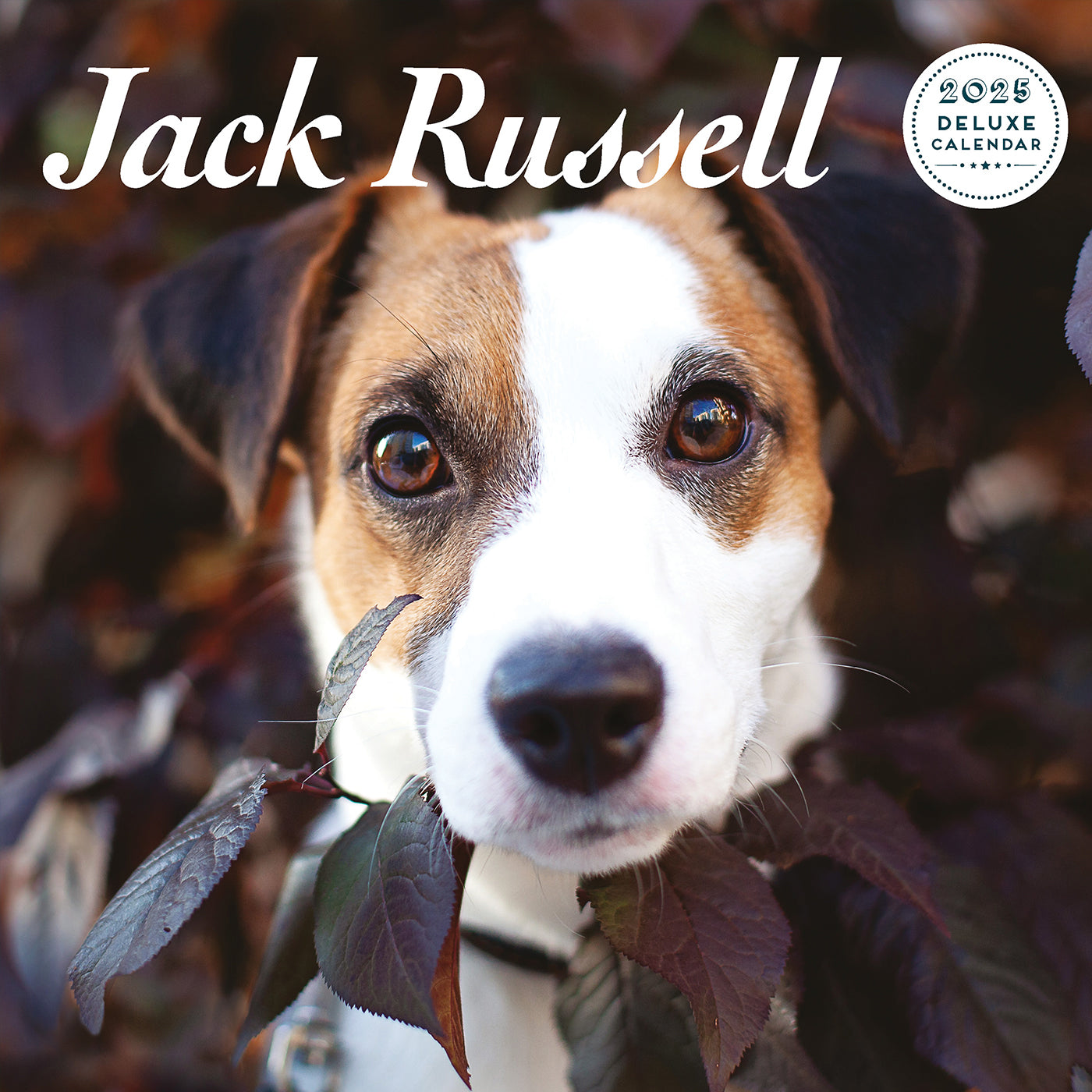 Jack Russell Terrier Deluxe Wall Calendar 2025 - Monthly Dog Lover Planner for Home & Office Decor