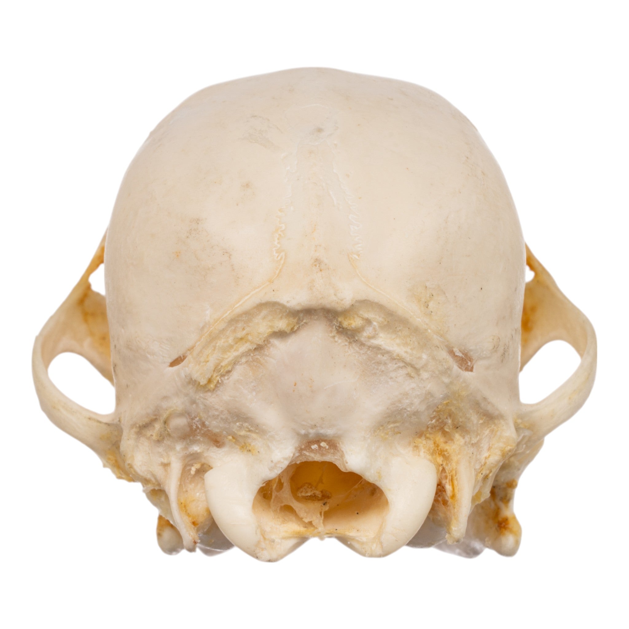 Authentic Domestic Dog Skeleton - Partially Articulated Canine Specimen for Veterinary Study, Biology Education & Taxidermy Display