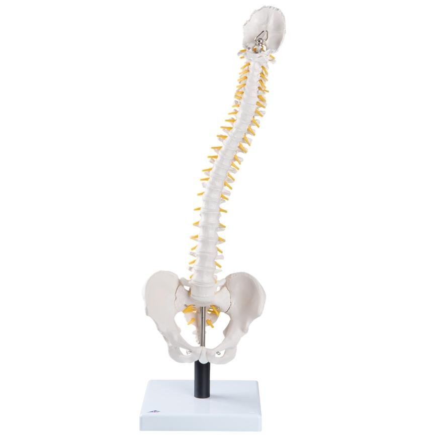 Flexible Spine Model with Soft Intervertebral Discs - Human Anatomy Educational Tool for Medical Students & Chiropractors