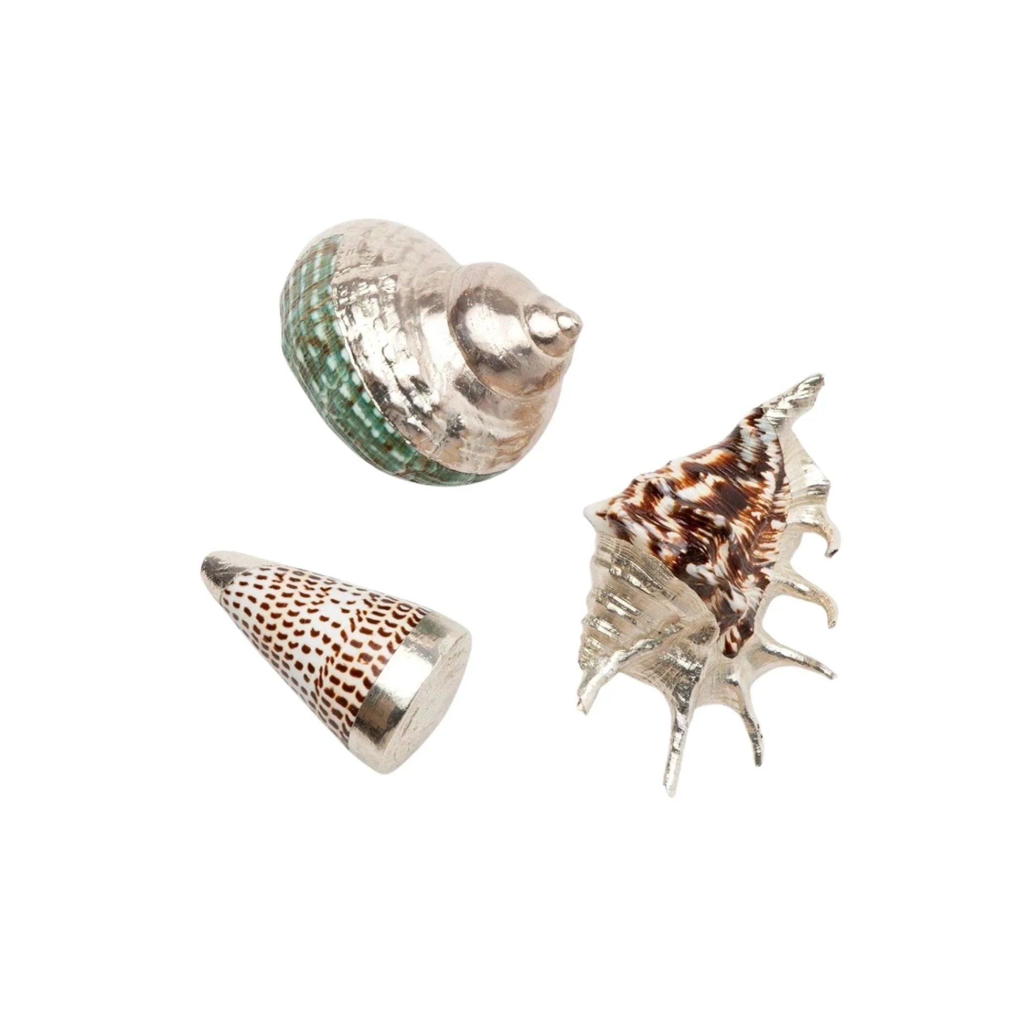 Natural Mixed Seashells for Home Decor, Crafts & Beach-Themed Parties – Bulk Decorative Shell Assortment