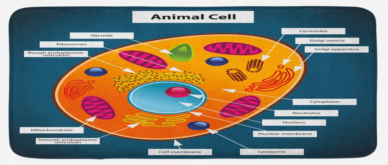 Ambesonne Science Kitchen Mat - Colorful Animal Cell Design with Nucleus, Non-Slip Plush Rug for Kitchen & Lab Decor, 47x19 Inches - Perfect for Science Enthusiasts & Home Laboratories