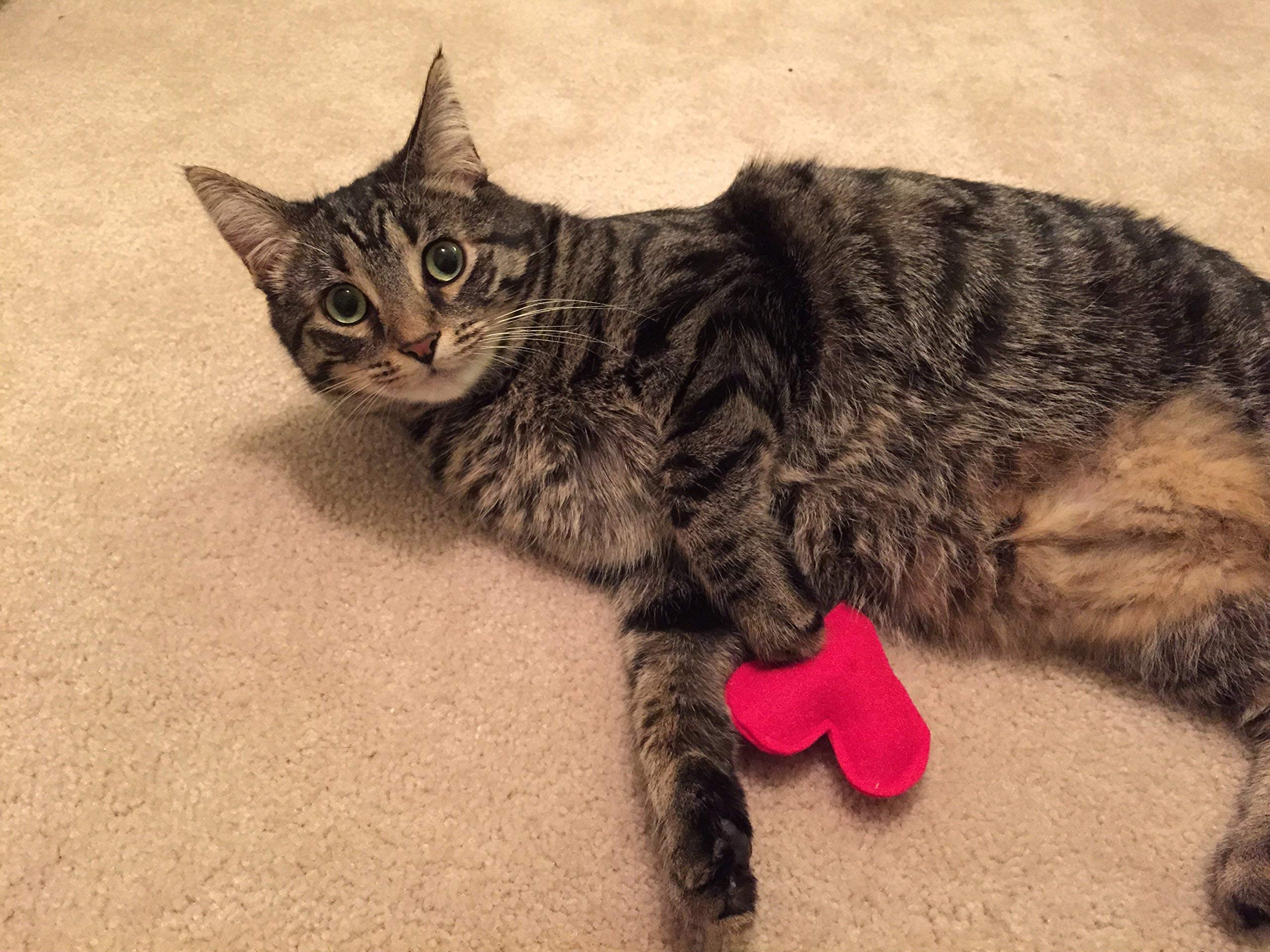 Organic Catnip Donut Toy for Cats - Fun & Safe Playtime for Kittens & Adult Cats - Perfect for Indoor Play, Training & Stress Relief