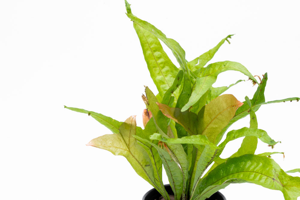 Microsorum Pteropus Gold Sparkle - Golden Java Fern Aquatic Plant for Freshwater Aquariums | Perfect for Fish Tanks, Aquascaping & Low-Light Aquarium Decor