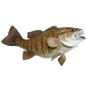 Smallmouth Bass Fish Decal Sticker - Left Side - Waterproof Vinyl for Boats, Cars, Coolers & Outdoor Gear - Fishing Enthusiast Gift