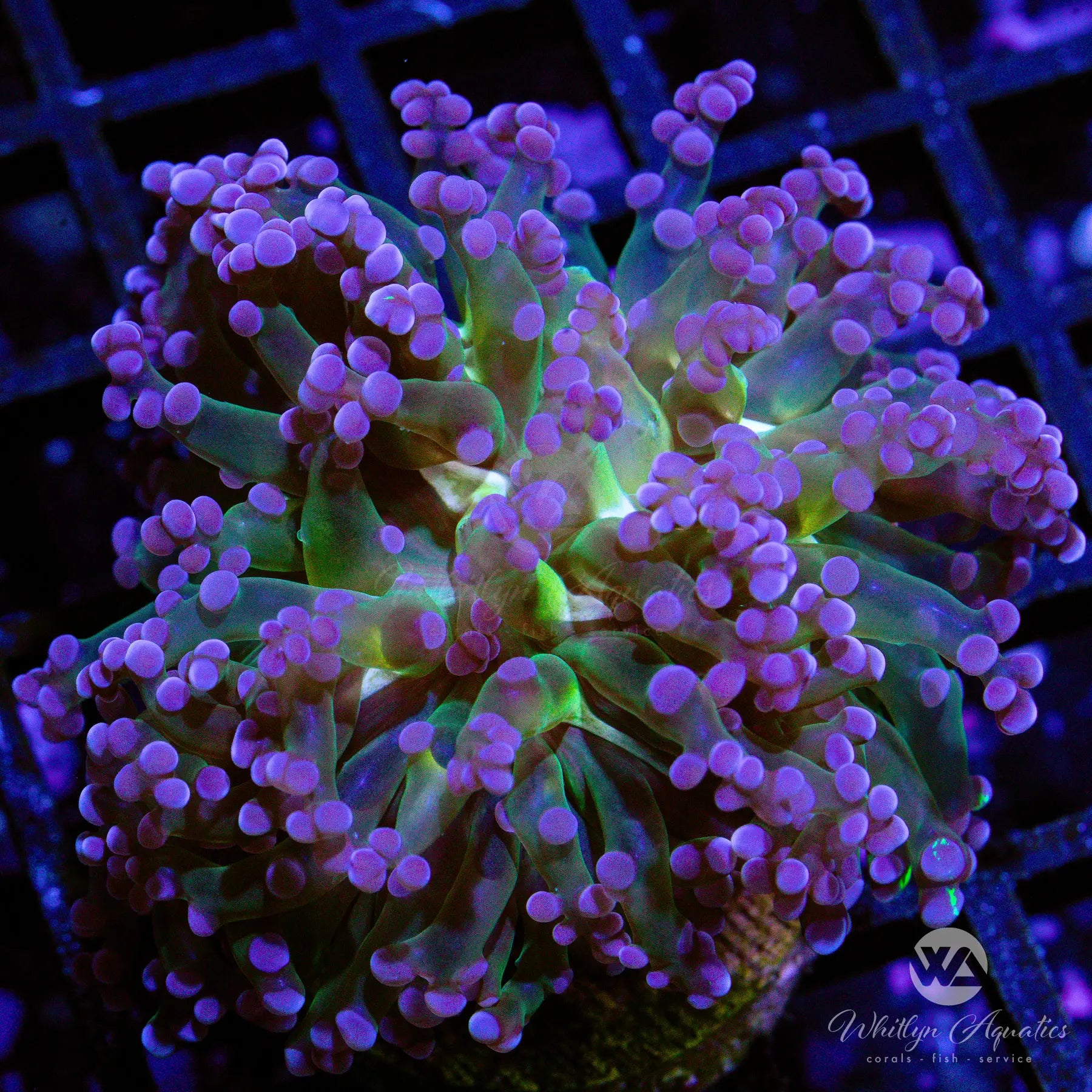 C45 WA Midas Touch Frogspawn Coral - Premium WYSIWYG Live Coral for Saltwater Aquariums | Perfect for Reef Tanks & Coral Propagation