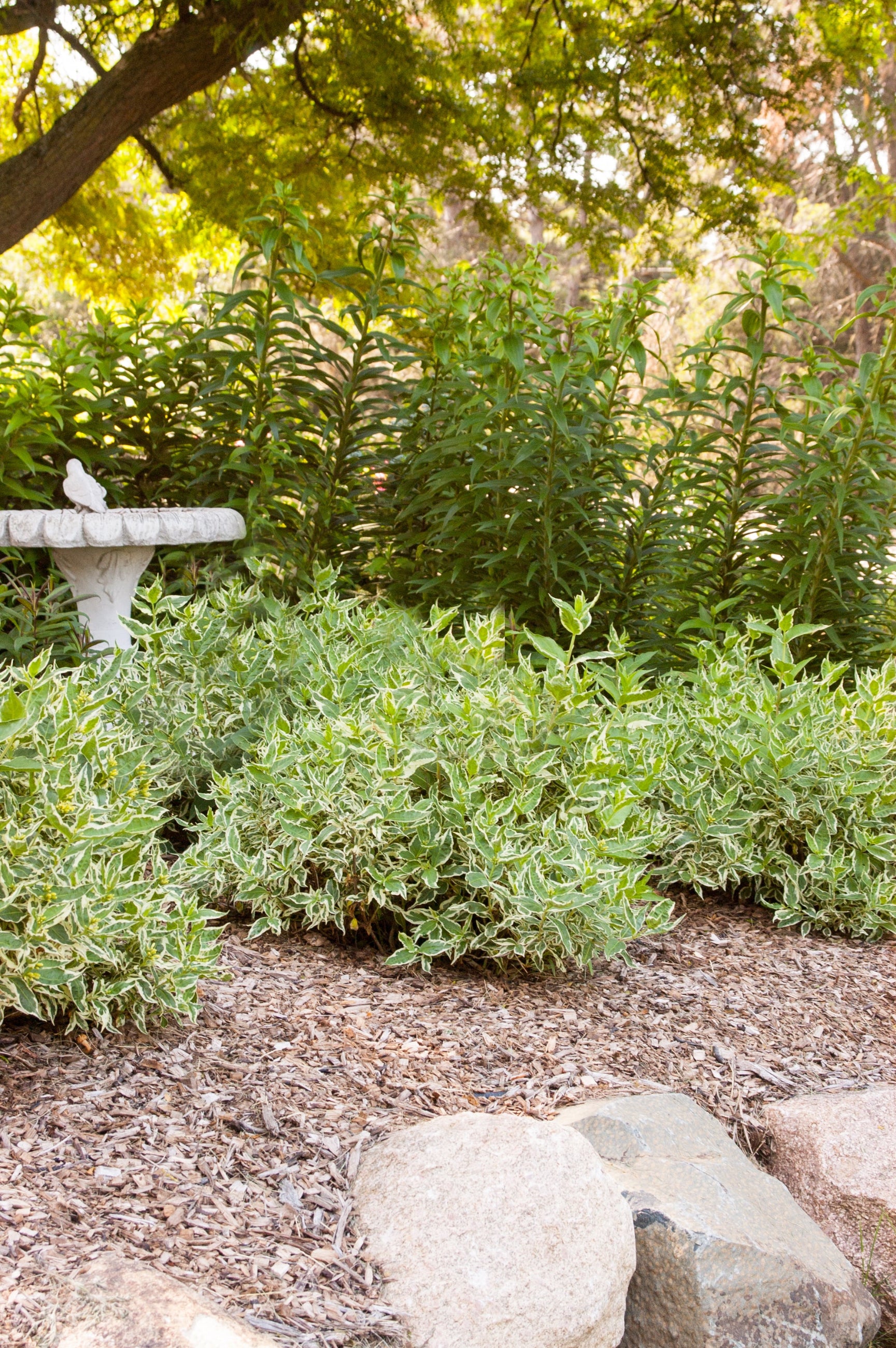 Diervilla sessilifolia 'Cool Splash' - Hardy Shrub with Variegated Foliage for Landscaping, Gardens & Borders | Drought-Tolerant Plant for Sunny Areas