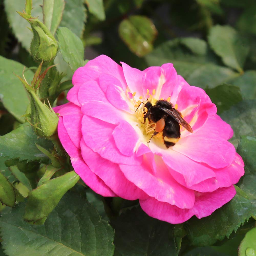 Heirloom Roses Easy to Please™ Pink Floribunda Rose Bush - Live Outdoor Garden Plant for Landscaping, Borders & Container Gardening