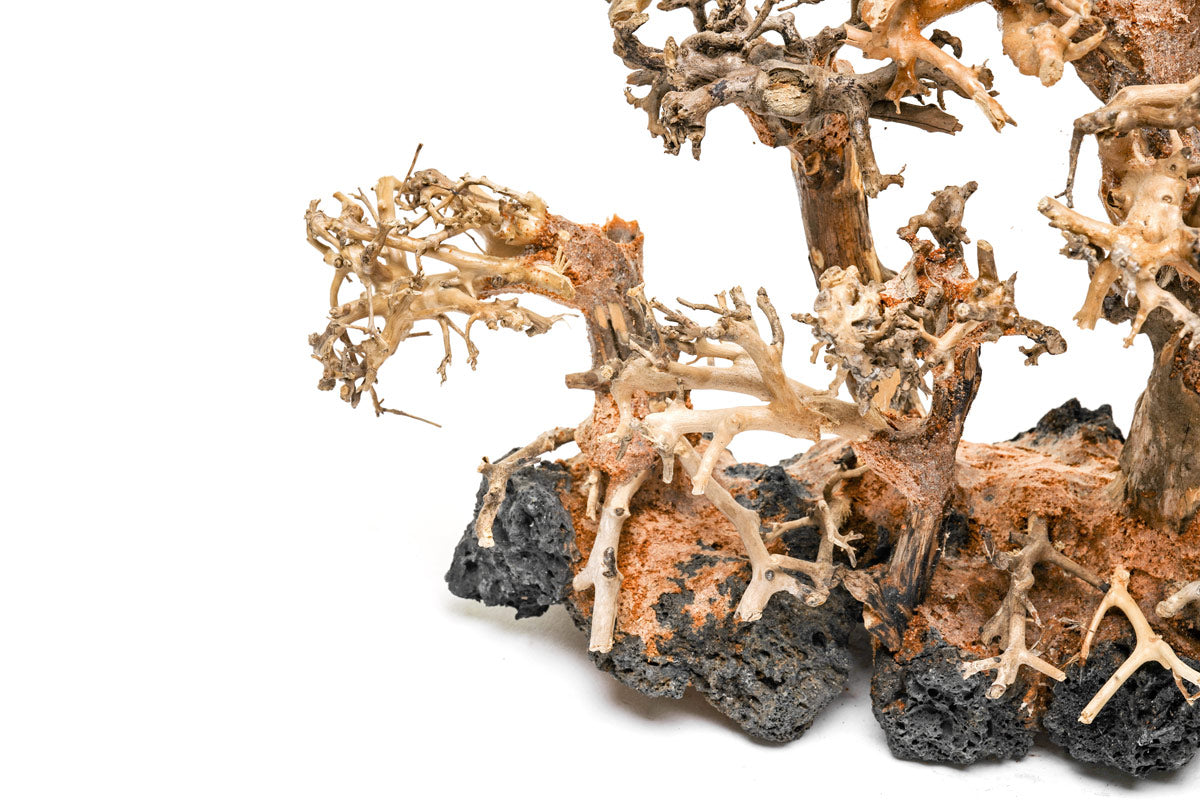 Premium Uns Bonsai 008 - Miniature Japanese Bonsai Tree for Home & Office Decor | Perfect Gift for Plant Lovers & Zen Garden Enthusiasts