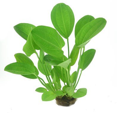 Dennerle Echinodorus cordifolius 'Harbich Red' - Live Aquarium Plant for Freshwater Fish Tanks | Perfect for Background Planting in Home Aquascaping