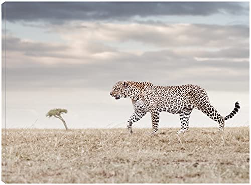 Leopard on the Run
