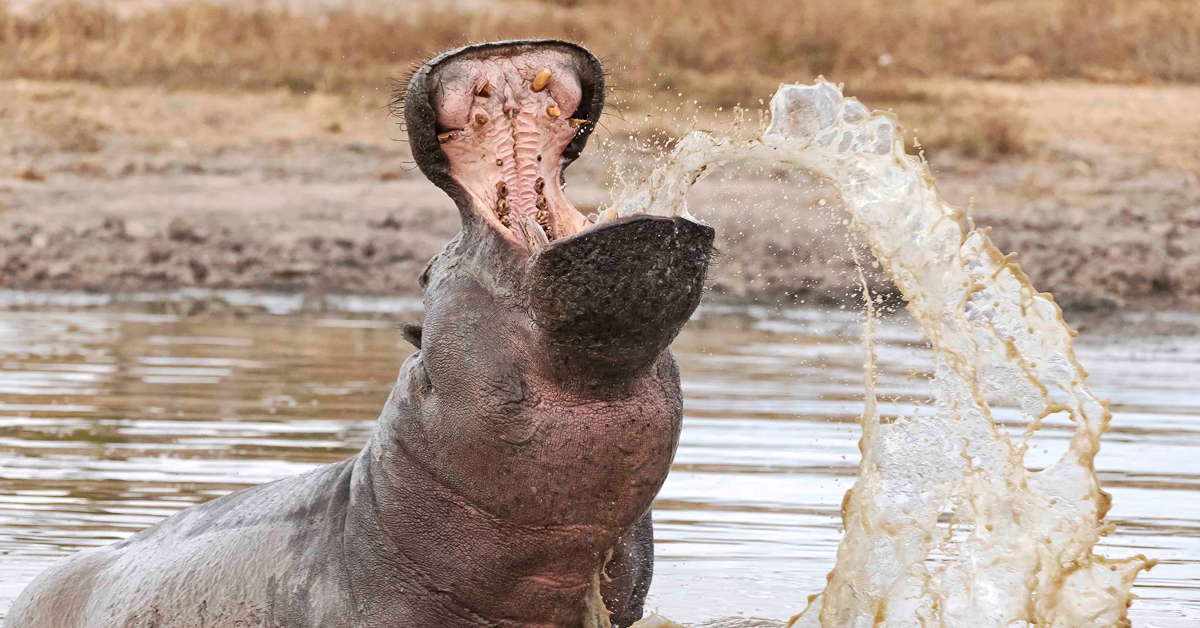 Botswana Wildlife Photo Safari Tour - July 10-21, 2020 | African Adventure Photography Expedition for Nature Lovers - Perfect for Safari Enthusiasts and Wildlife Photographers