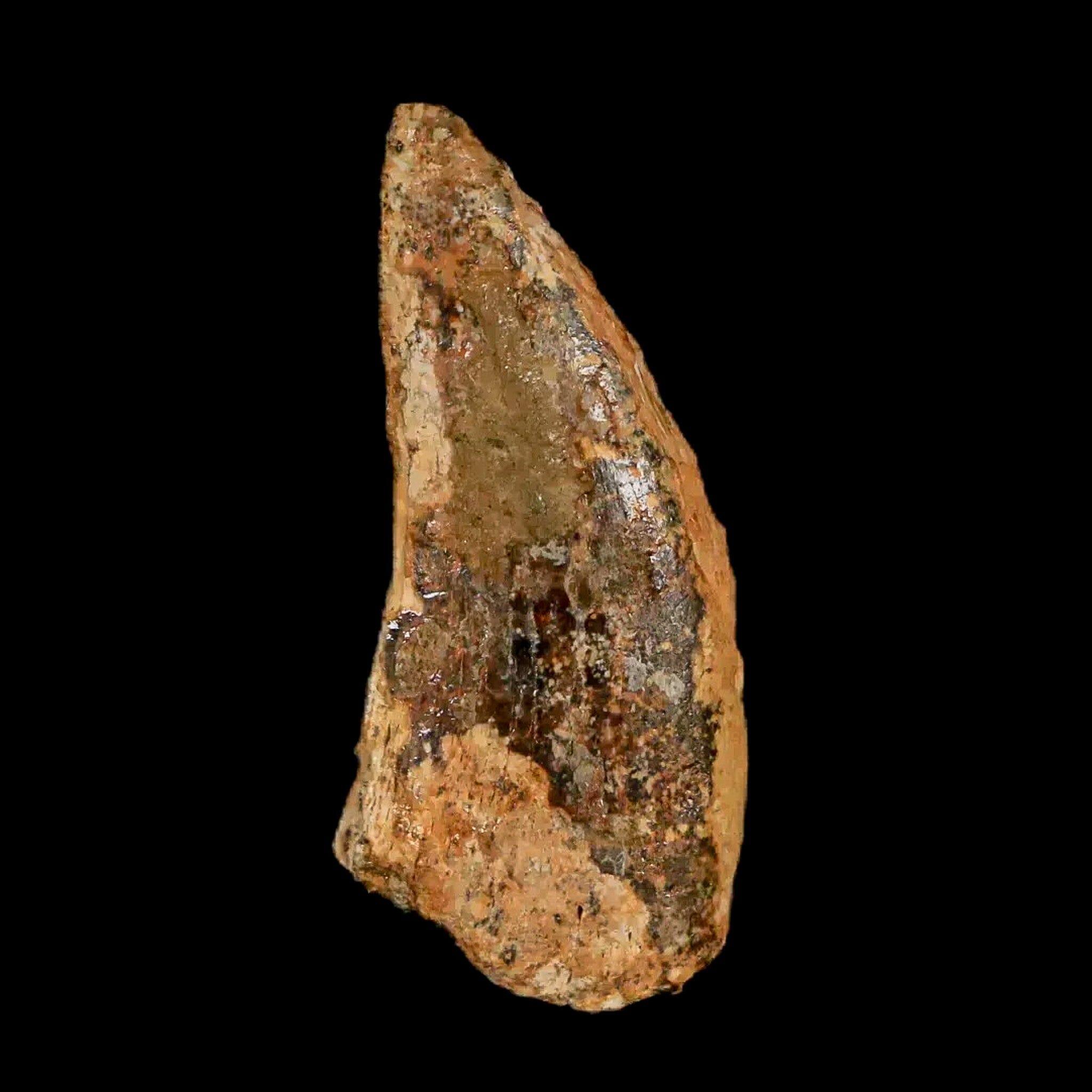 Authentic Nanotyrannus Tyrannosaurus Fossil Tooth - Rare Dinosaur Fossil from Lance Creek, Wyoming with COA - Perfect for Paleontology Collections & Educational Displays
