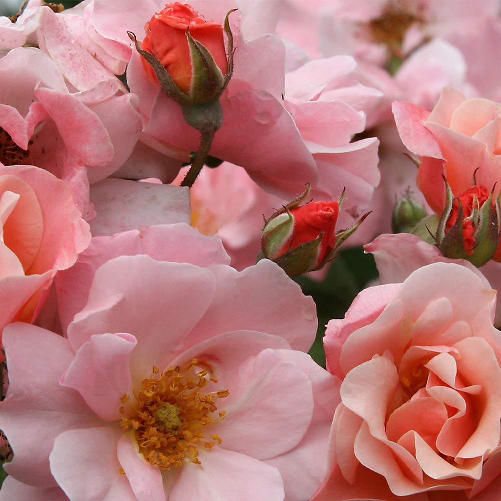Clair Matin Pink Rose Bush - Heirloom Roses Live Outdoor Plant, Fragrant Shrub for Garden Landscaping & Home Decor