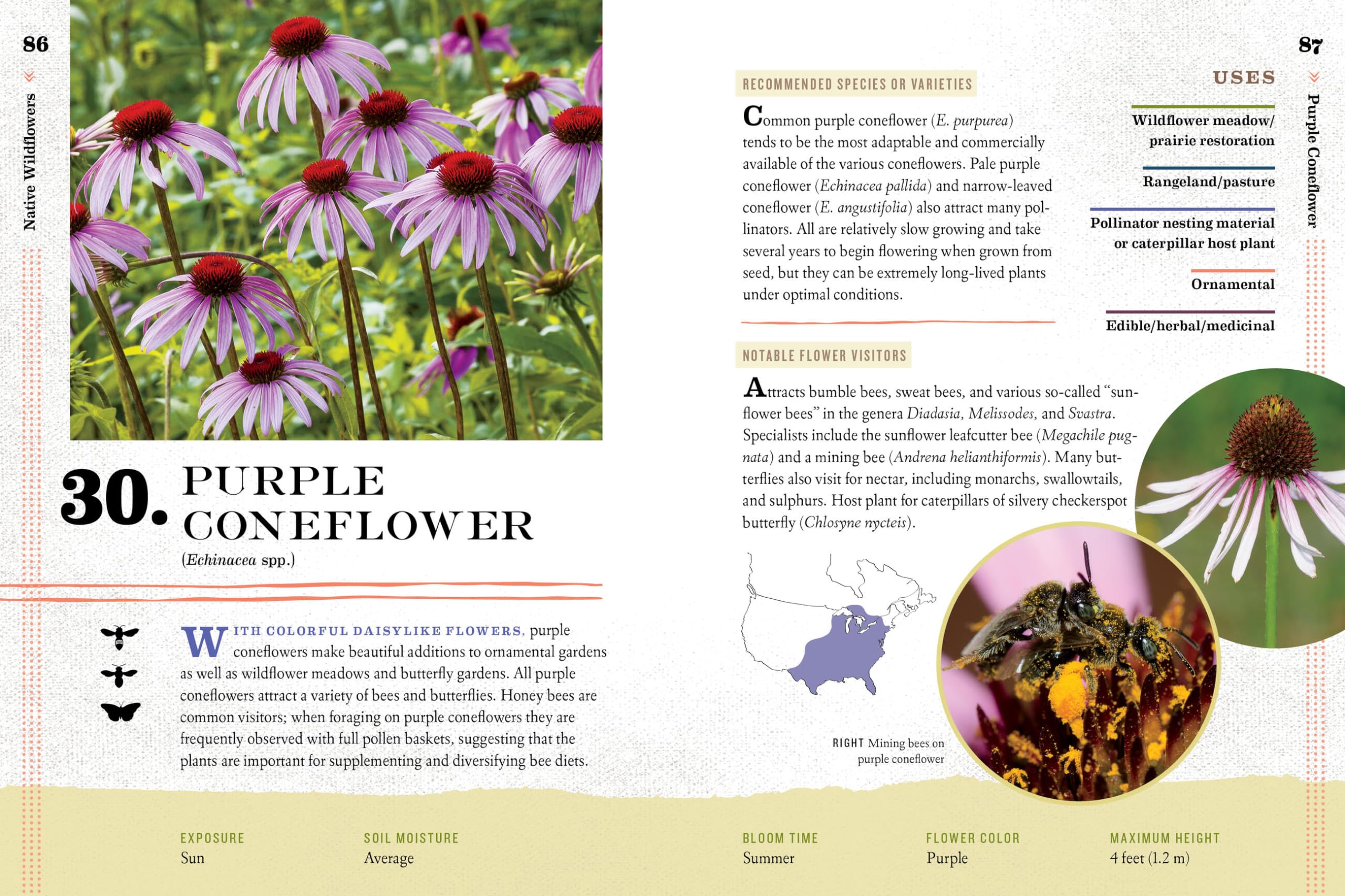 100 Plants to Feed the Bees: The Ultimate Guide to Creating a Pollinator-Friendly Garden for a Thriving Ecosystem | Perfect for Backyards, Urban Gardens & Sustainable Landscaping