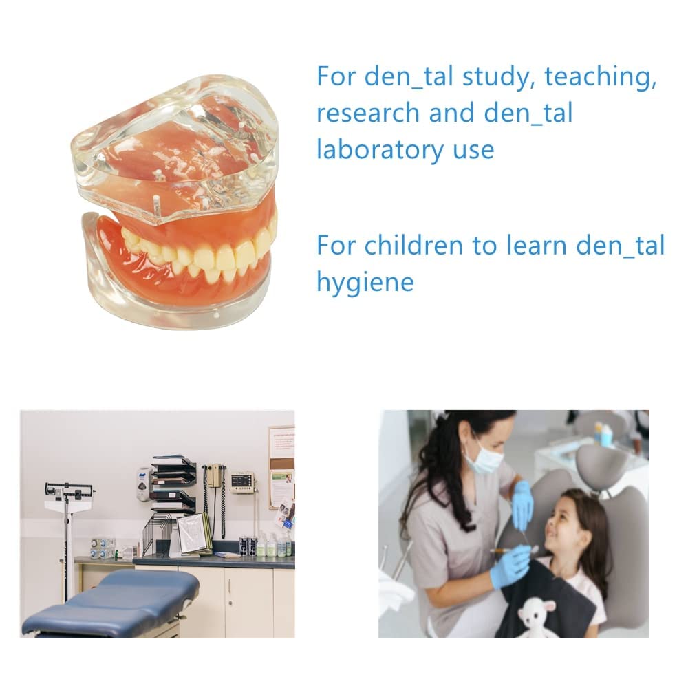 Adult Standard Teeth Demonstration Model with Removable Teeth - Dental Teaching Tool for Students & Professionals | Perfect for Classrooms, Dental Offices & Training Labs