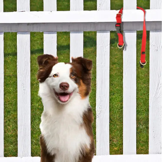 Break Away Safety Dog Collar - KeepSafe® Adjustable Reflective Pet Collar for Small Medium Large Dogs - Perfect for Walking, Training & Outdoor Adventures