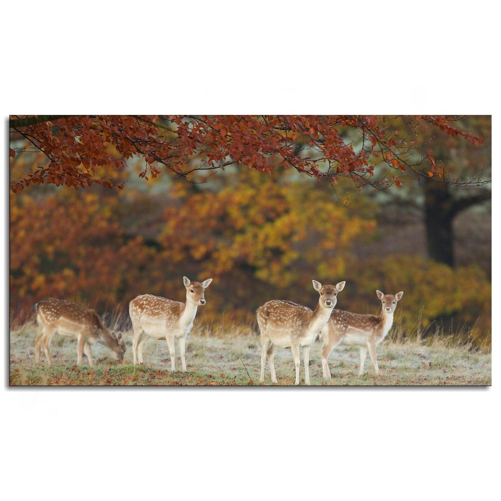 Deer Prints Canvas Wall Art - Sika Deer Photography Poster 36