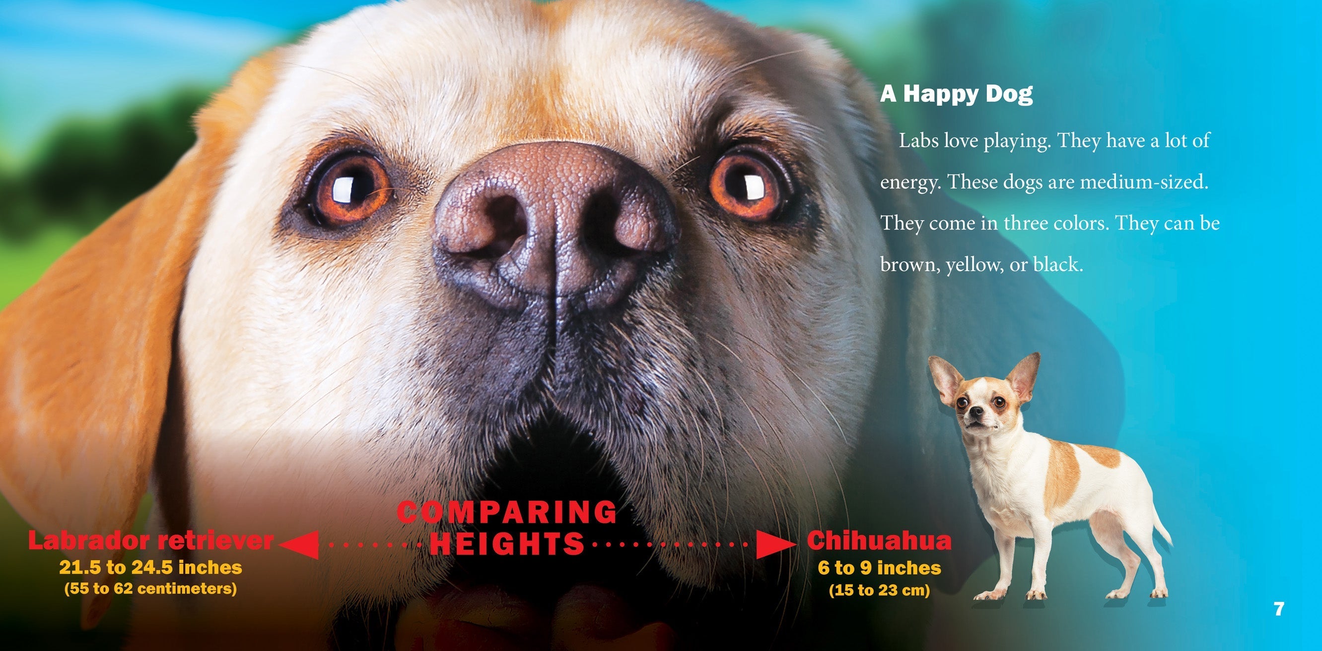 Labrador Retriever Dogs - Friendly & Loyal Family Pets for Hunting, Service & Home Companionship