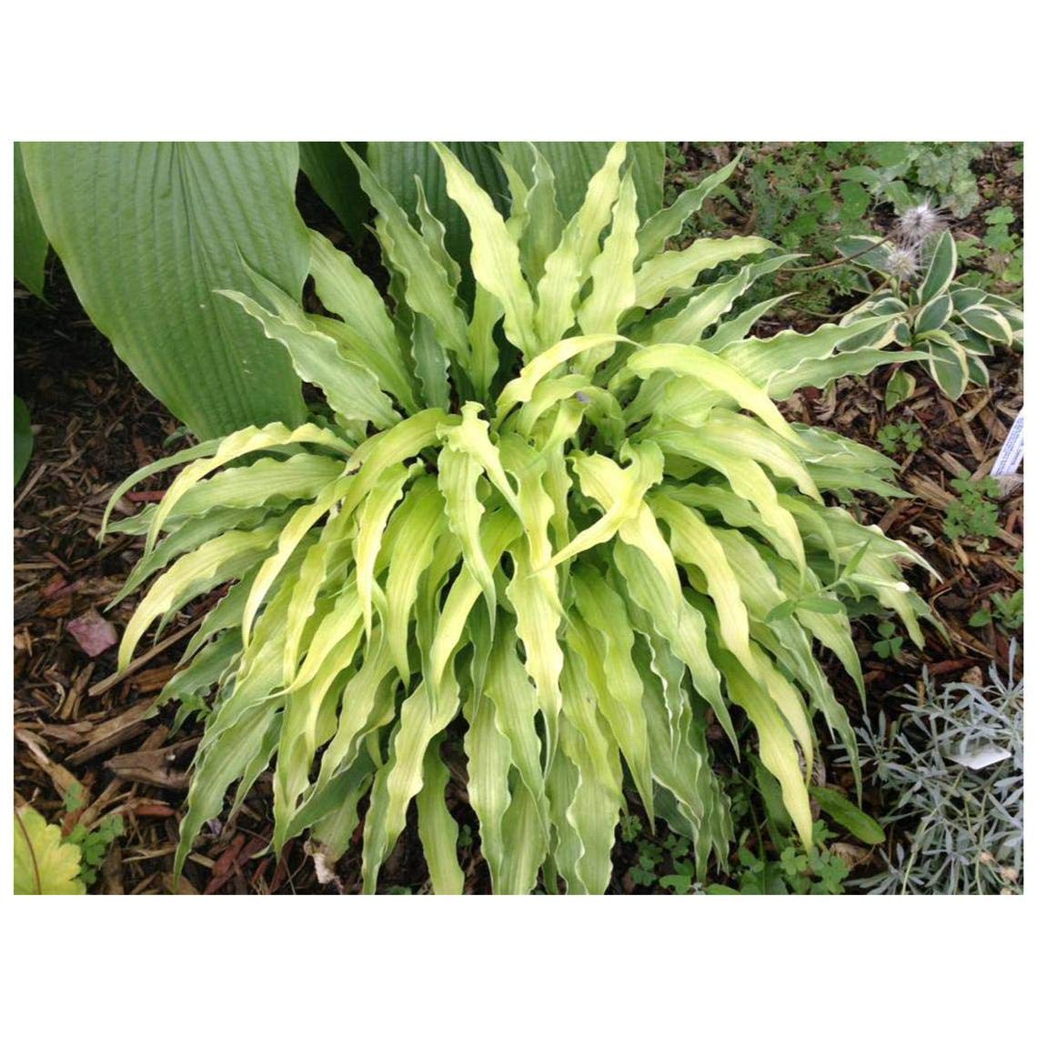 Curly Fries Hosta - Live Perennial Potted Plant for Landscaping, Borders & Rock Gardens | Dense Foliage Attracts Birds | Perfect for Shade Gardens & Outdoor Decor