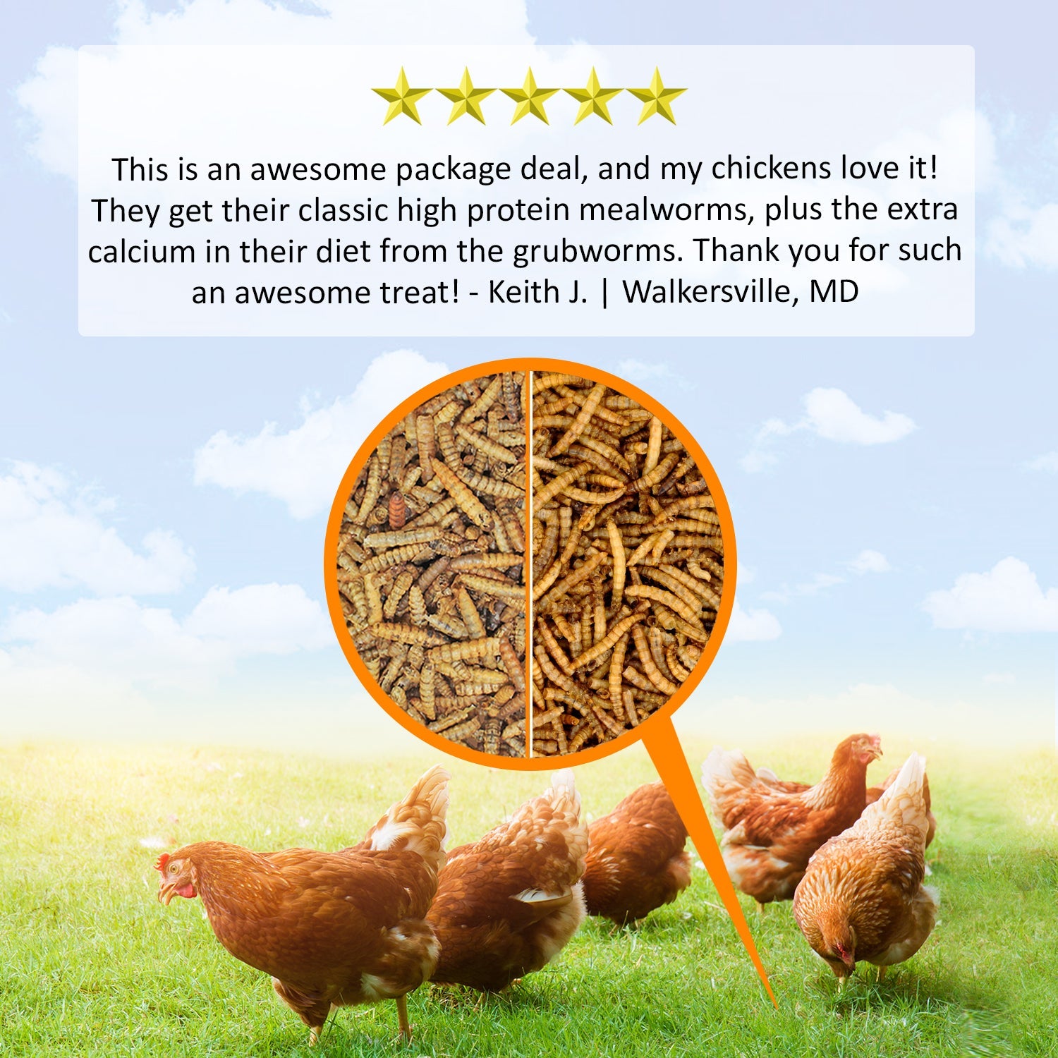Premium Live Mealworms & Grub Worms Combo - 11 lb Mealworms + 5 lb Grub Worms for Reptiles, Birds, Chickens - High Protein Pet Food & Wild Bird Feed - Perfect for Feeding Bearded Dragons, Hedgehogs, Bluebirds