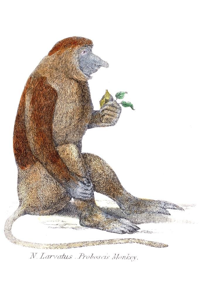 Vintage Proboscis Monkey Art Print - Antique Primate Illustration Poster, Wildlife Wall Decor for Bathroom, Living Room & Office - Nature Themed Home Decor (24x36 Inches)