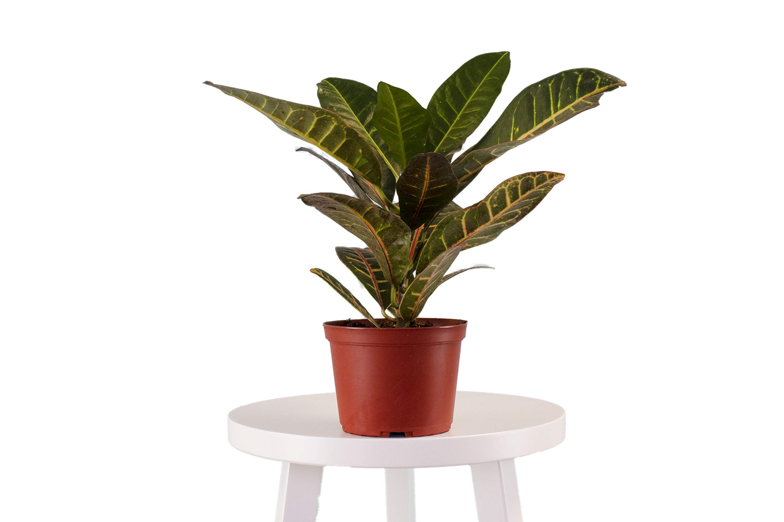 Live Croton Petra House Plant | Air Purifying Indoor & Outdoor Plant | Mature Succulent for Home & Office Decor | Perfect for Living Rooms, Bedrooms & Patios