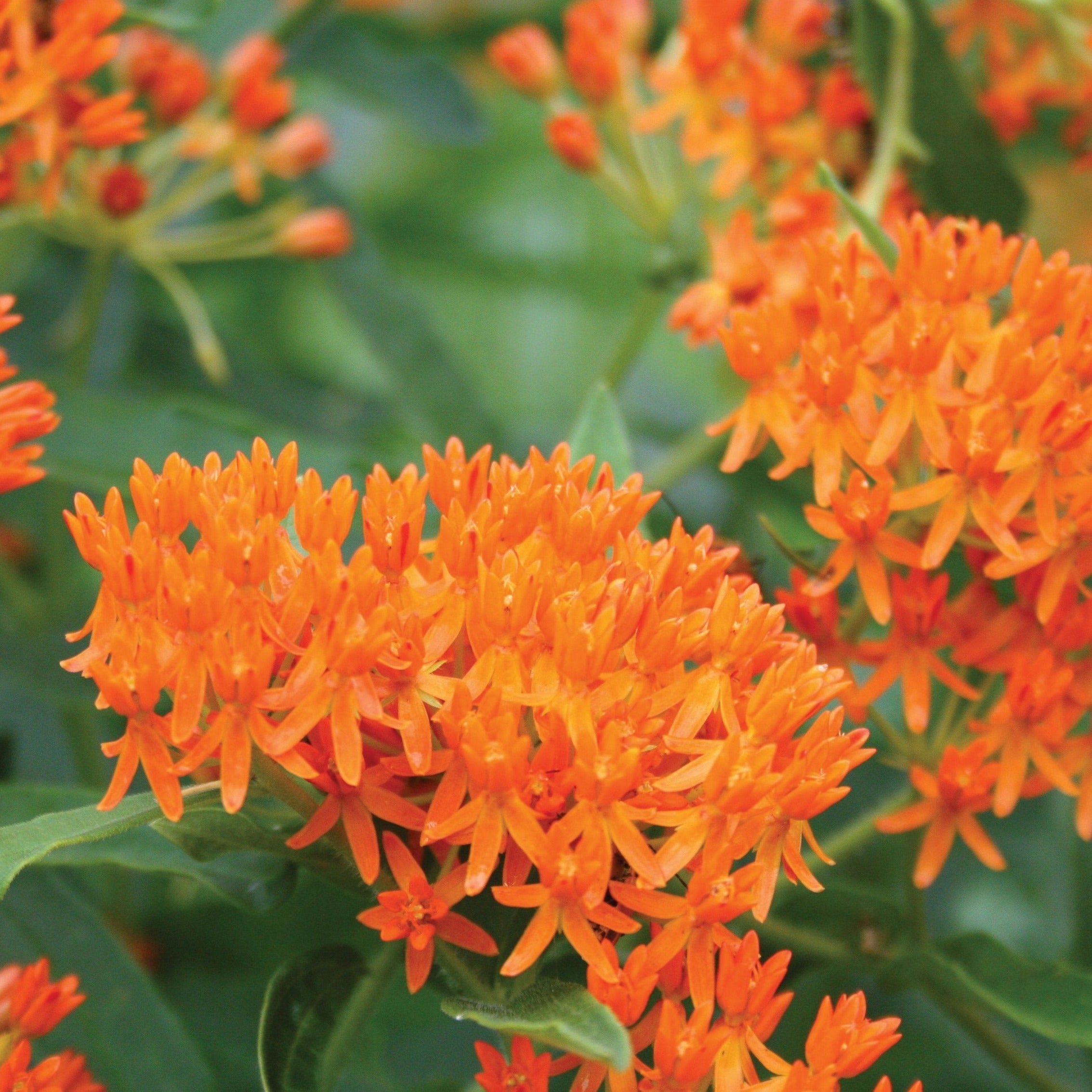 Butterfly Milkweed Seeds - Native Asclepias Tuberosa for Monarch Butterflies - Perfect for Pollinator Gardens & Wildlife Habitats
