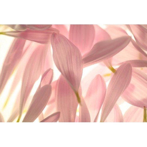 Premium Lilac Fragrance Oil for Candles & Soap Making - 2 oz Bottle | Floral Scent for Home, Spa & DIY Crafts