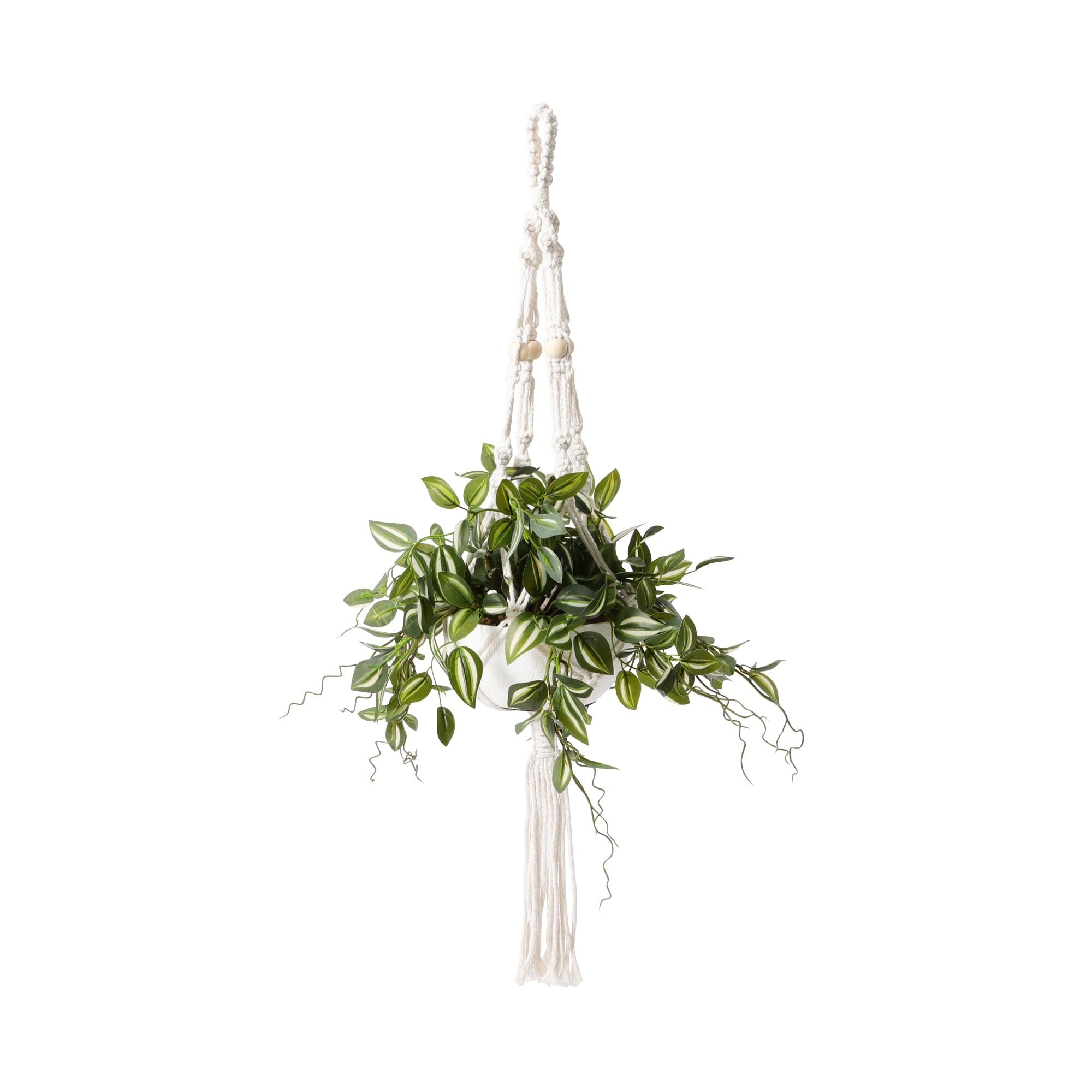 Beautiful Hanging Tradescantia Plant - Live Green Houseplant for Home Decor, Office & Indoor Spaces | Perfect for Shelves, Windowsills & Hanging Baskets